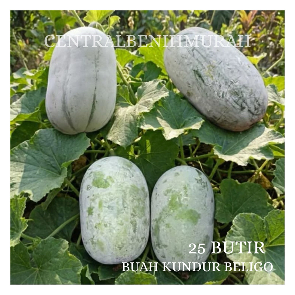 25 BUTIR BENIH TANAMAN BUAH KUNDUR BELIGO