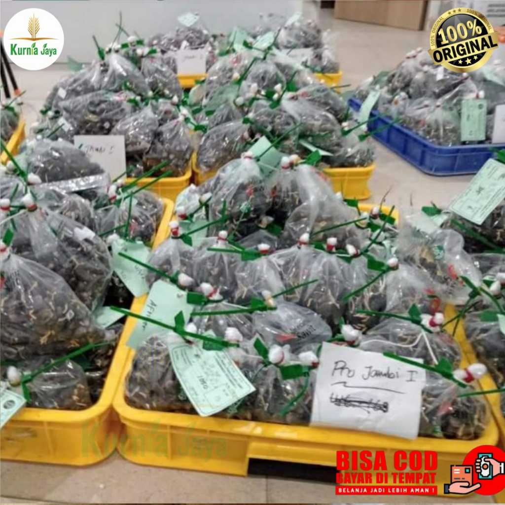 Bibit Kelapa Sawit Unggul Asli Medan- PPKS, SRIWIJAYA, TN1, TOPAZ, DAMIMAS Isi 250 Butir Bersertifik