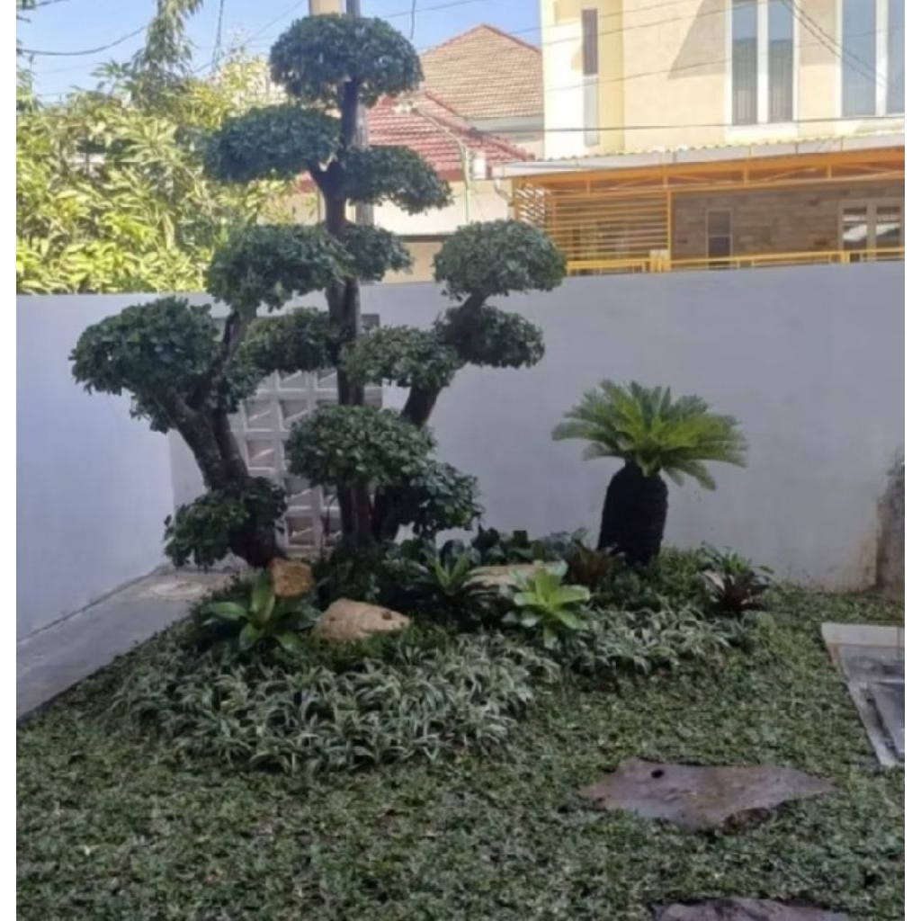 Taman Bonsai elegan super/taman sikas