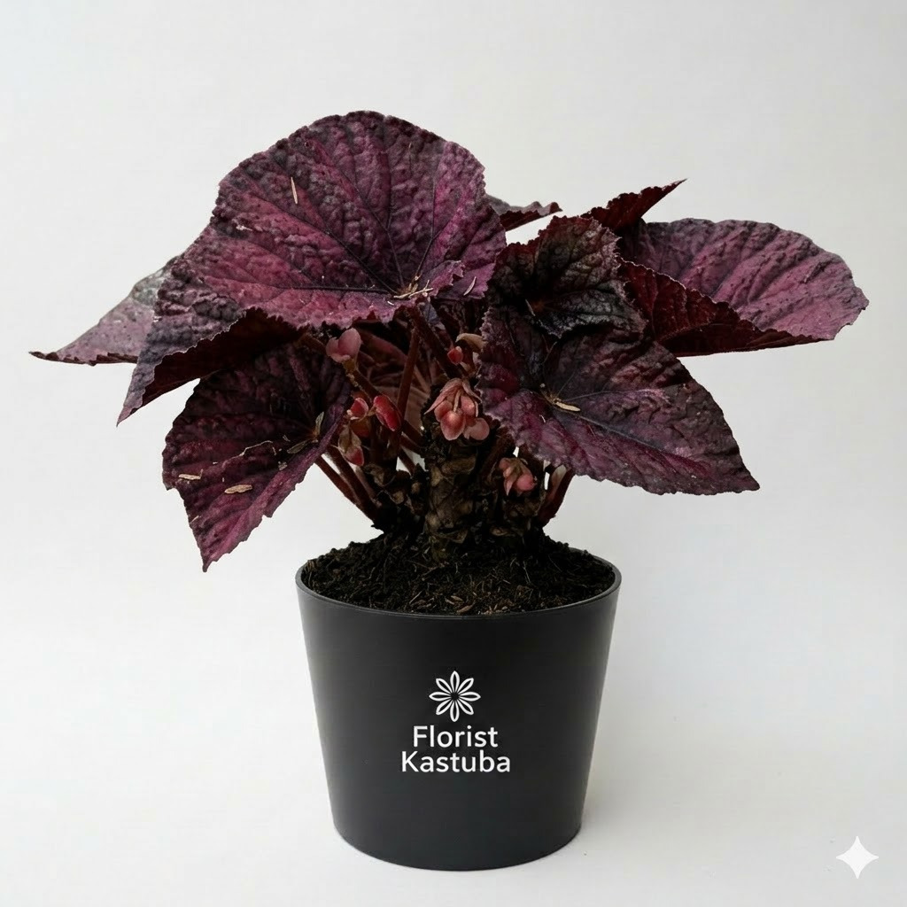 Tanaman Hias Begonia Rex Red Thailand / Begonia Merah Thailand - Hidup
