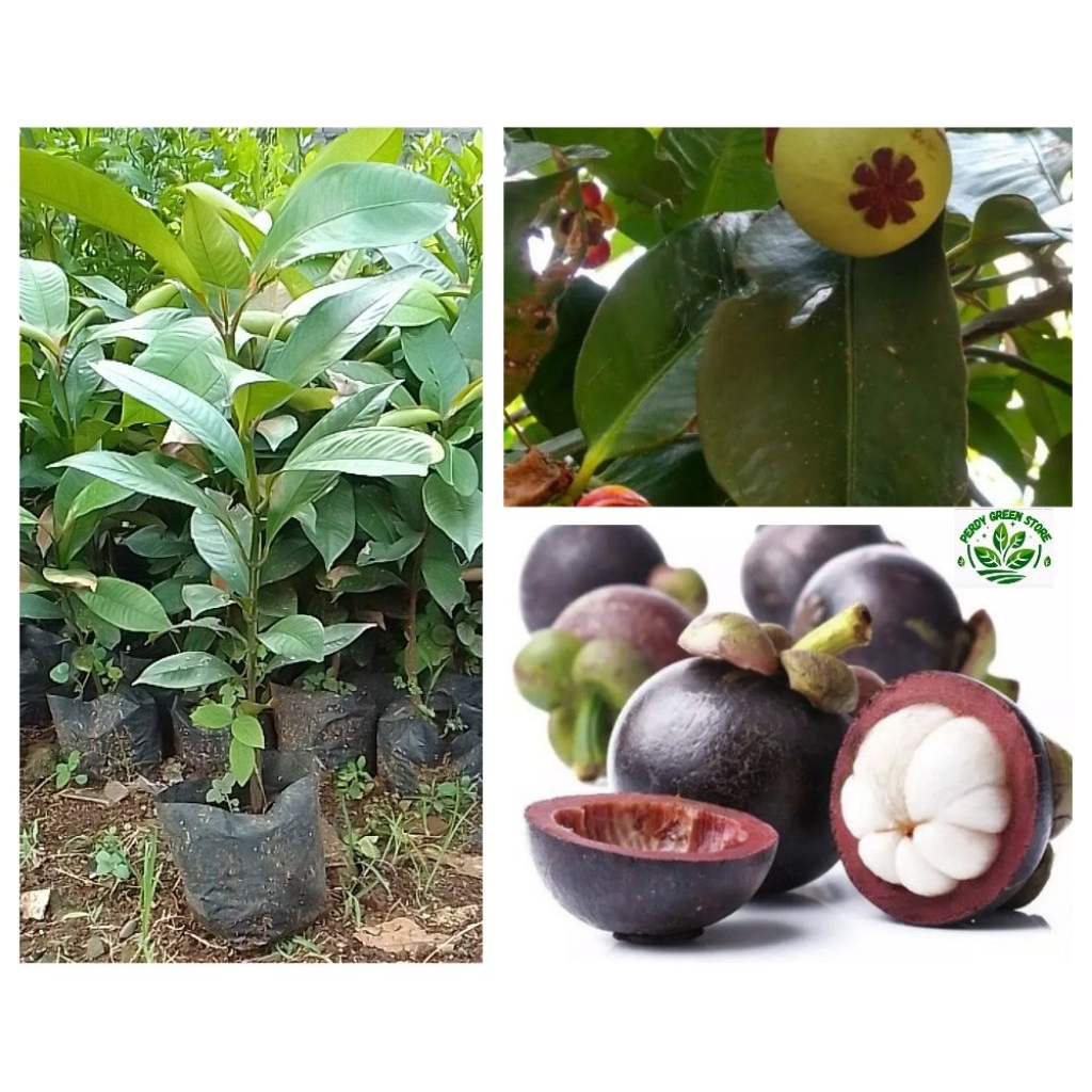 Bibit pohon manggis cepat berbuah ( tinggi 40-80 cm)