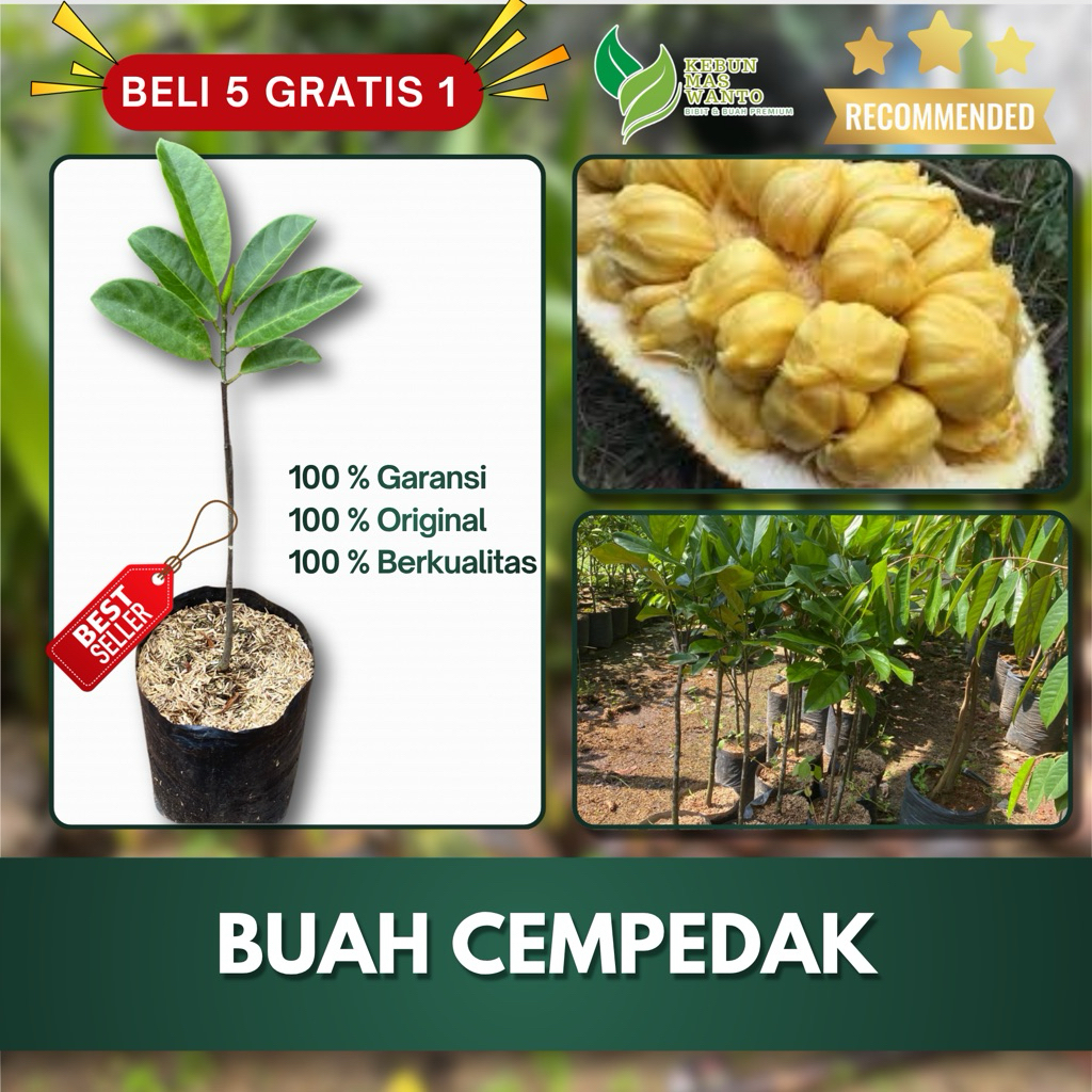 BIBIT BUAH CEMPEDAK MADU HASIL OKULASI-BIBIT BUAH CEMPEDAK-BIBIT CEMPEDAK-CEMPEDAK KEBUN MAS WANTO