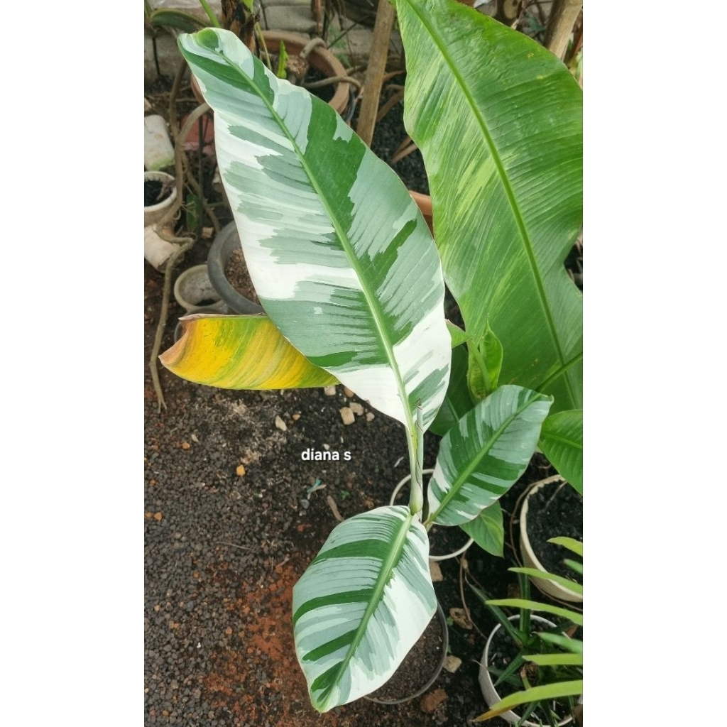 tanaman hias pohon pisang florida variegata istimevvah