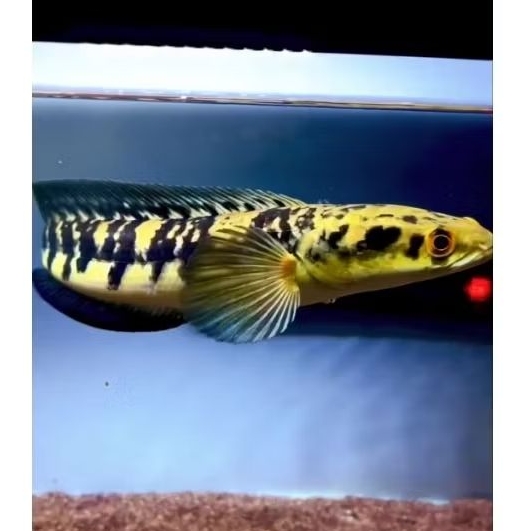 Promo YS maru isi 5 topgrade size 3-6cm bonus pelet