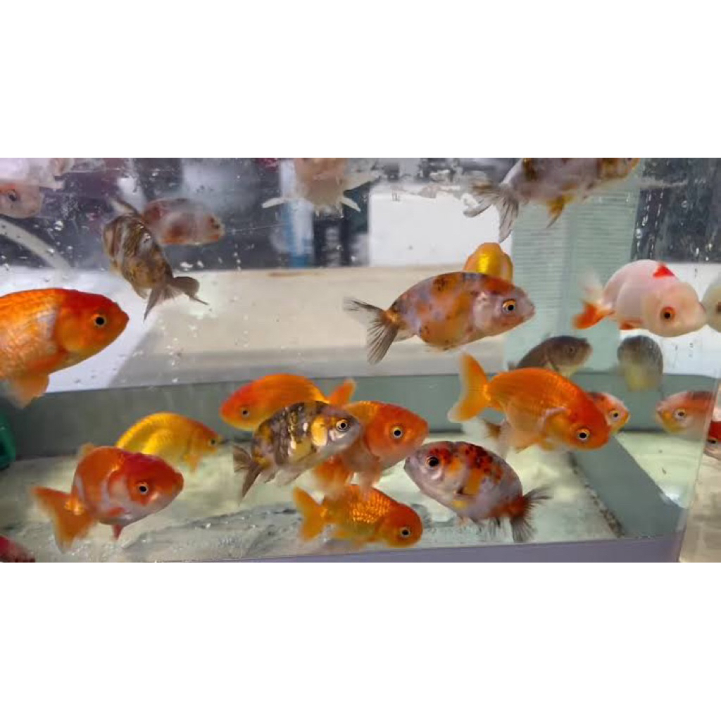 ikan hias baby ranchu goldfish