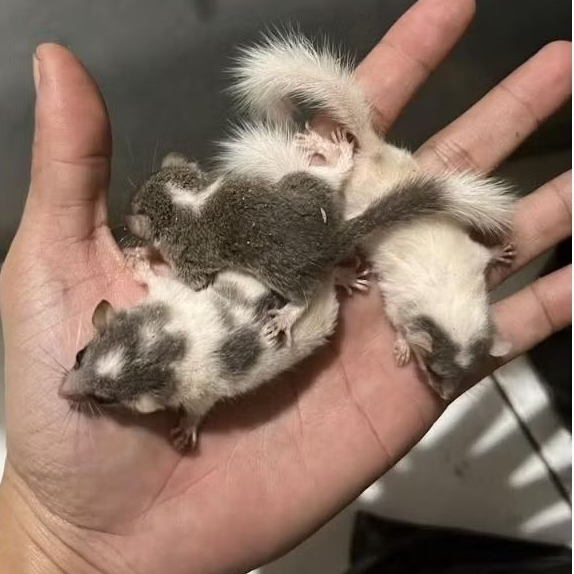 African Pigmy Dormice Tupai Mini Afrika Baby Trah Snow white