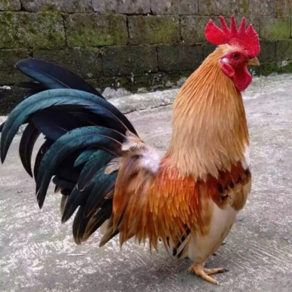 telur ayam fertil Kate burma petarung cocok untuk hiasan kandang atau peranakan