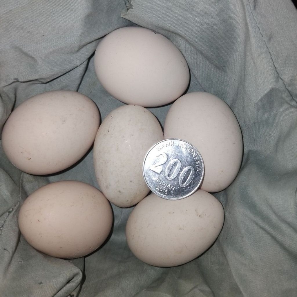 telur ayam hias aseel ori petarung untuk di tetaskn marfianto-jaya