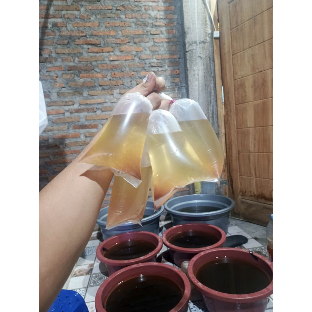 Kutu Air Moina