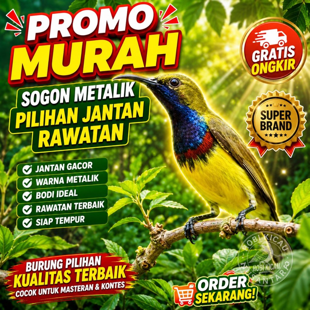 burung Sogon jantan nopeng pilihan masteran handal Burung Sogon Jantan Metalik dasi hitam Terbaik