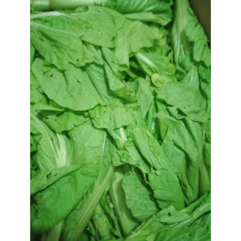 Sayur Sawi Ijo pahit segar