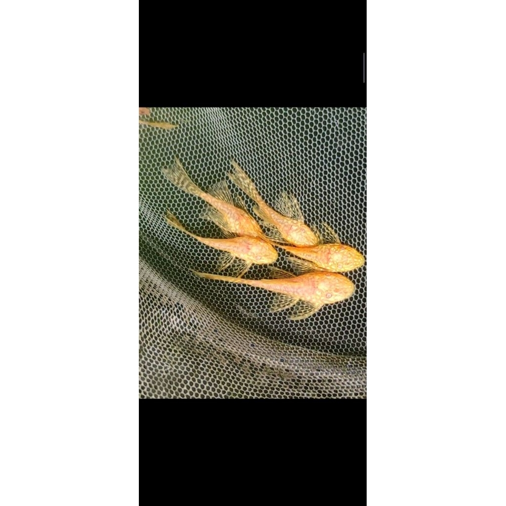 brushmouth albino slayer L144 2,5-3cm
