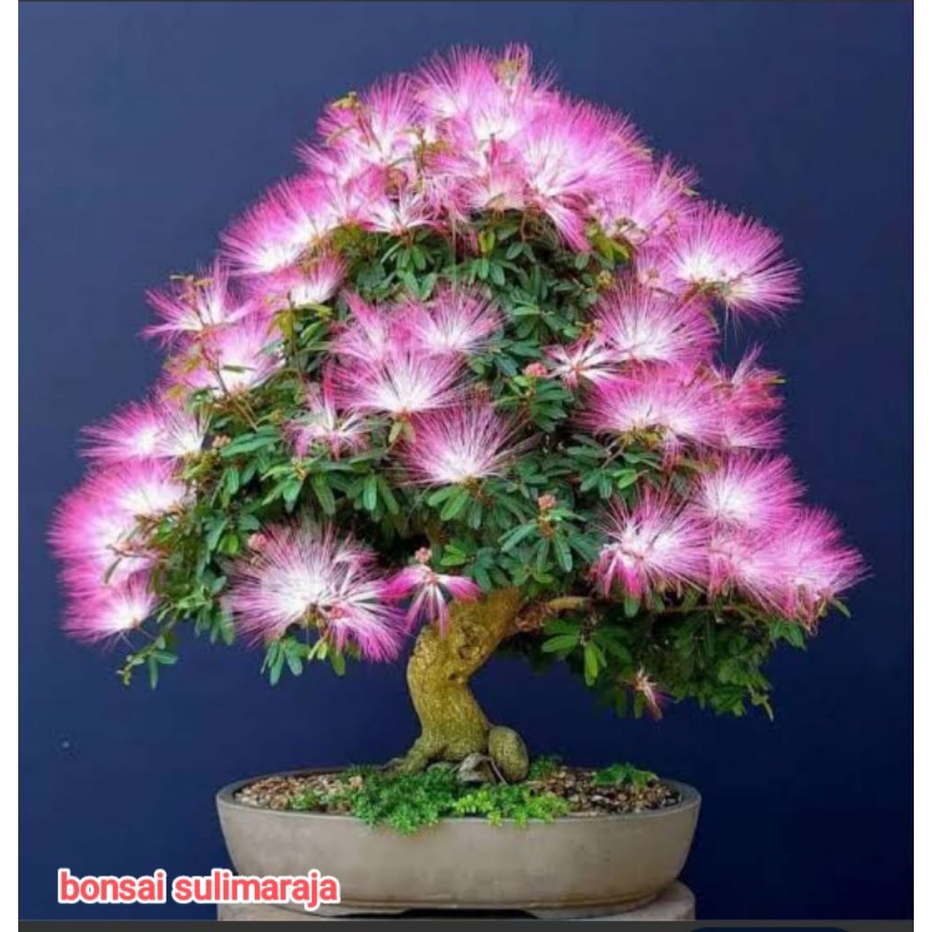 Tanaman bonsai kaliandra sulimaraja