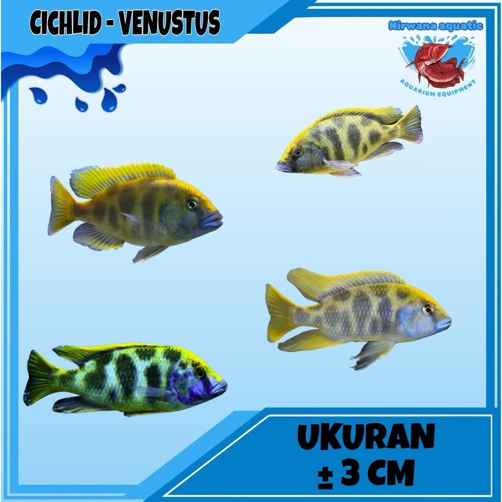 (INSTAN) IKAN CICHLID - VENUSTUS ARMY | UKURAN KECIL ± 3-4 cm