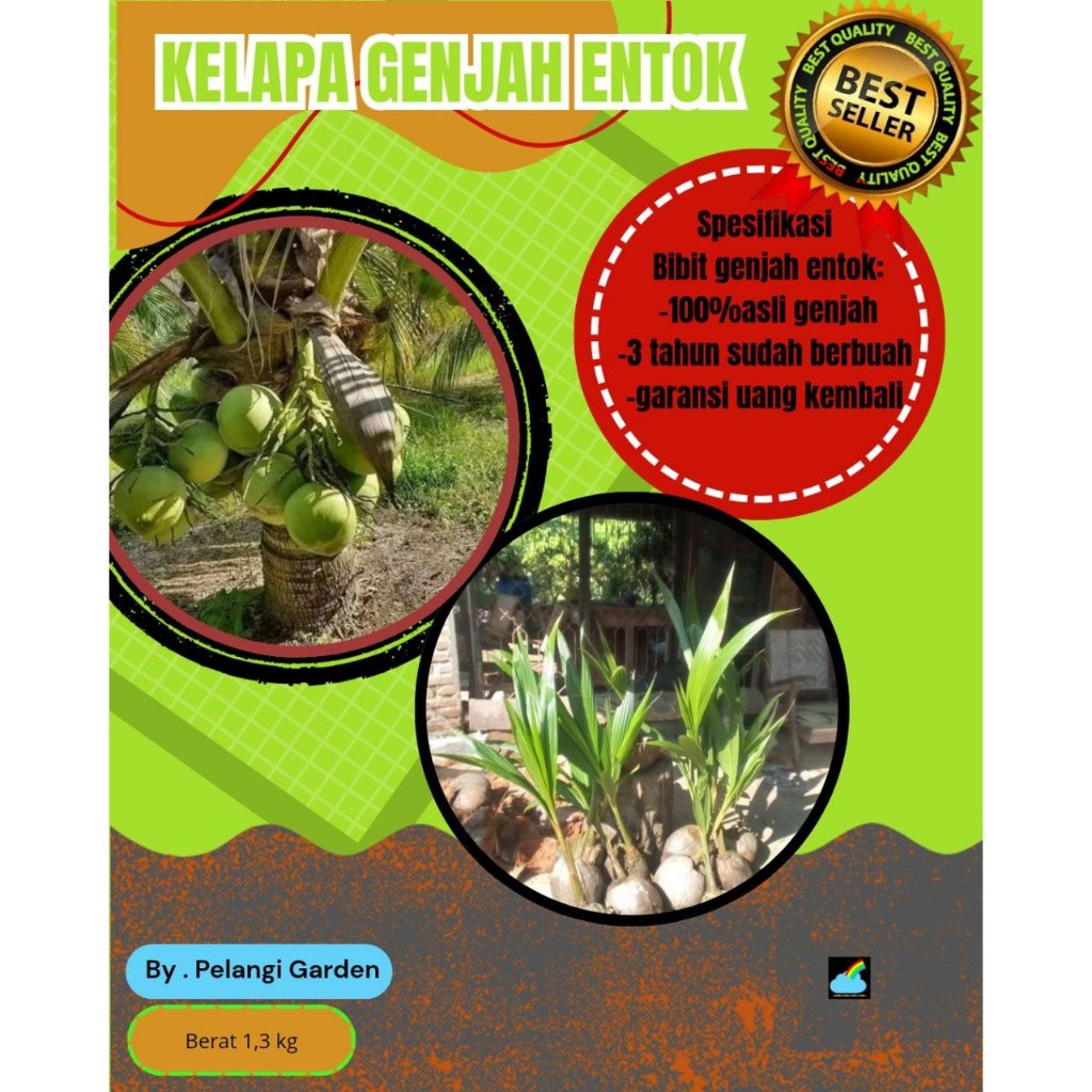 TERJAMIN  Bibit Kelapa Genjah Entok Bersertifikat, Bibit Kelapa Genjah Entok Kebumen, Bibit Kelapa G