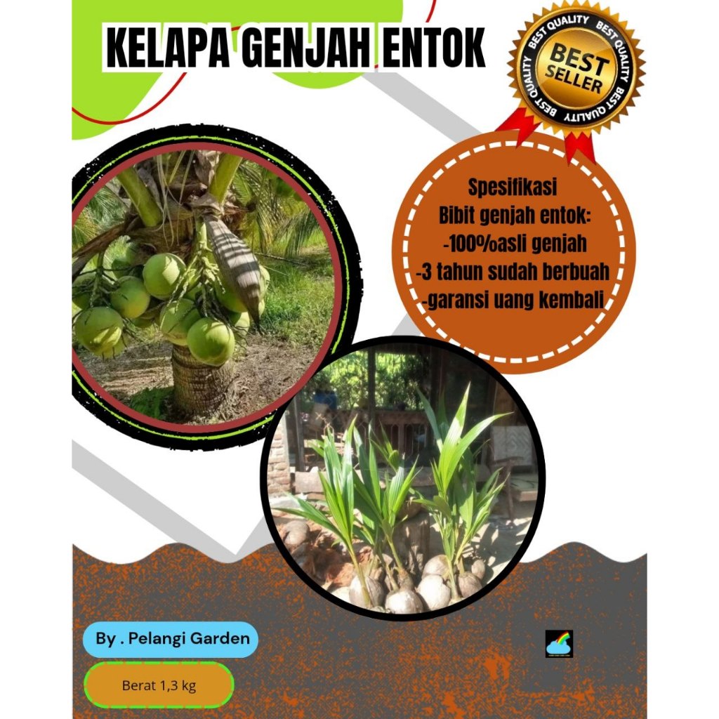 PALING DICARI  Bibit Kelapa Genjah Entok Unggul, Bibit Kelapa Genjah Hijau, Bibit Kelapa Genjah Kebu