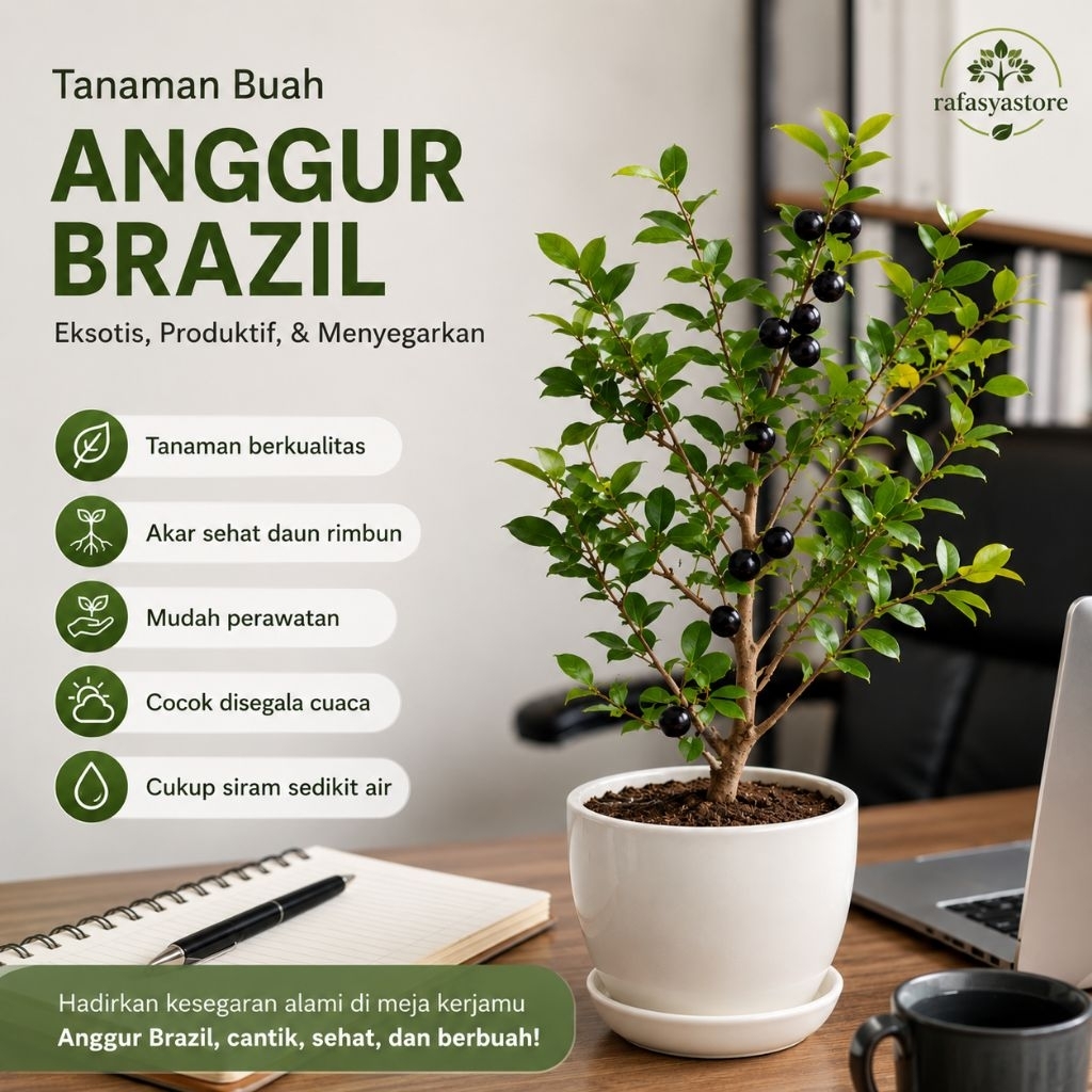 Tanaman Hias Pohon Anggur Brazil Siap Berbuah/Pohon Anggur Brazil Rimbun Siap Tanam