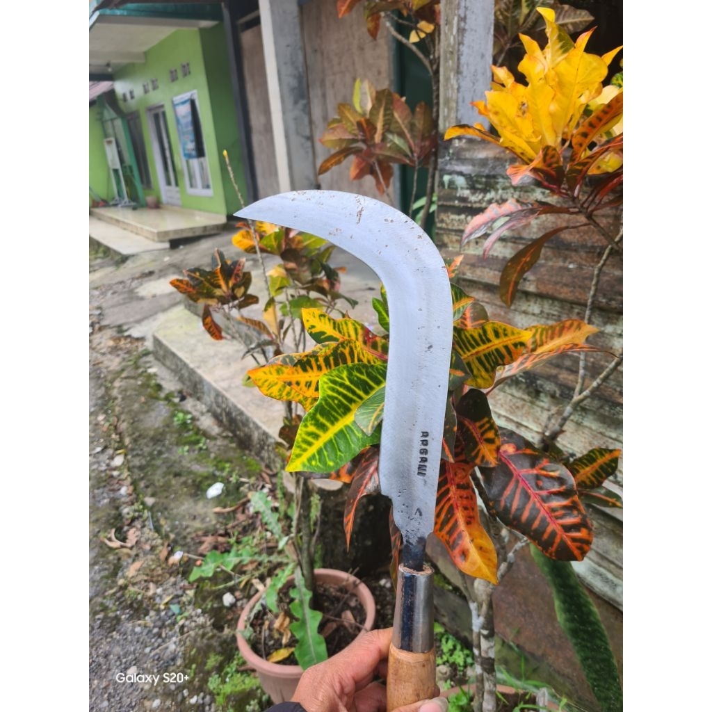 sabit salak (candung)