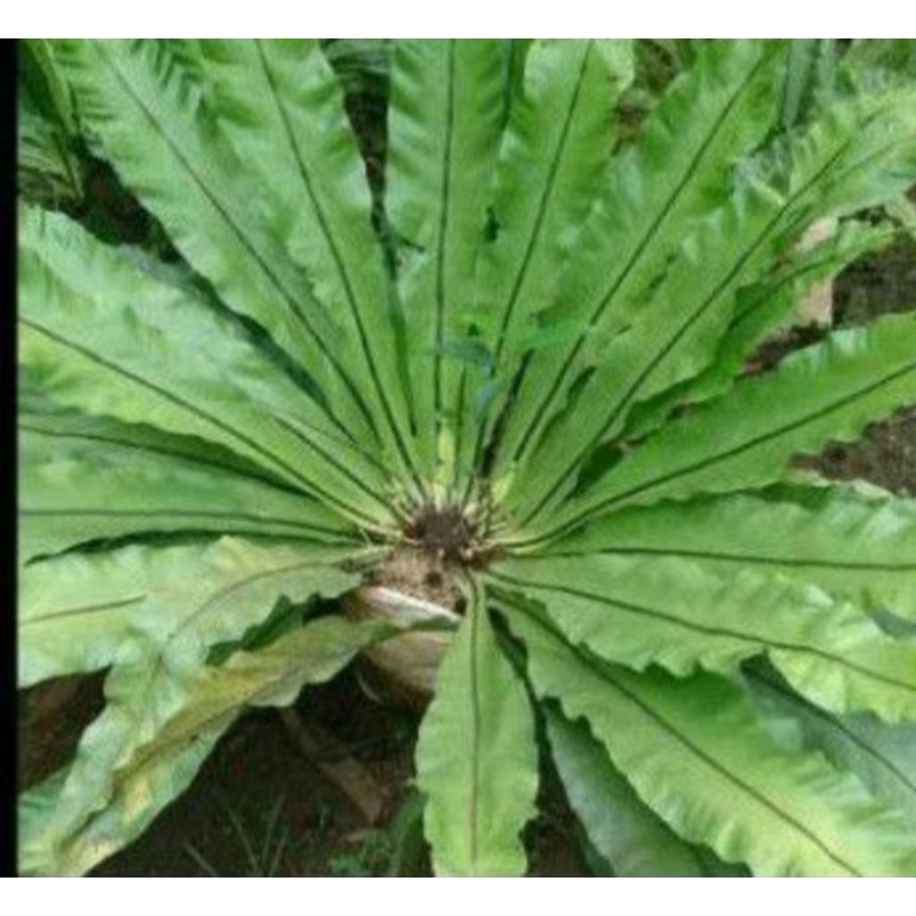 kadaka jumbo