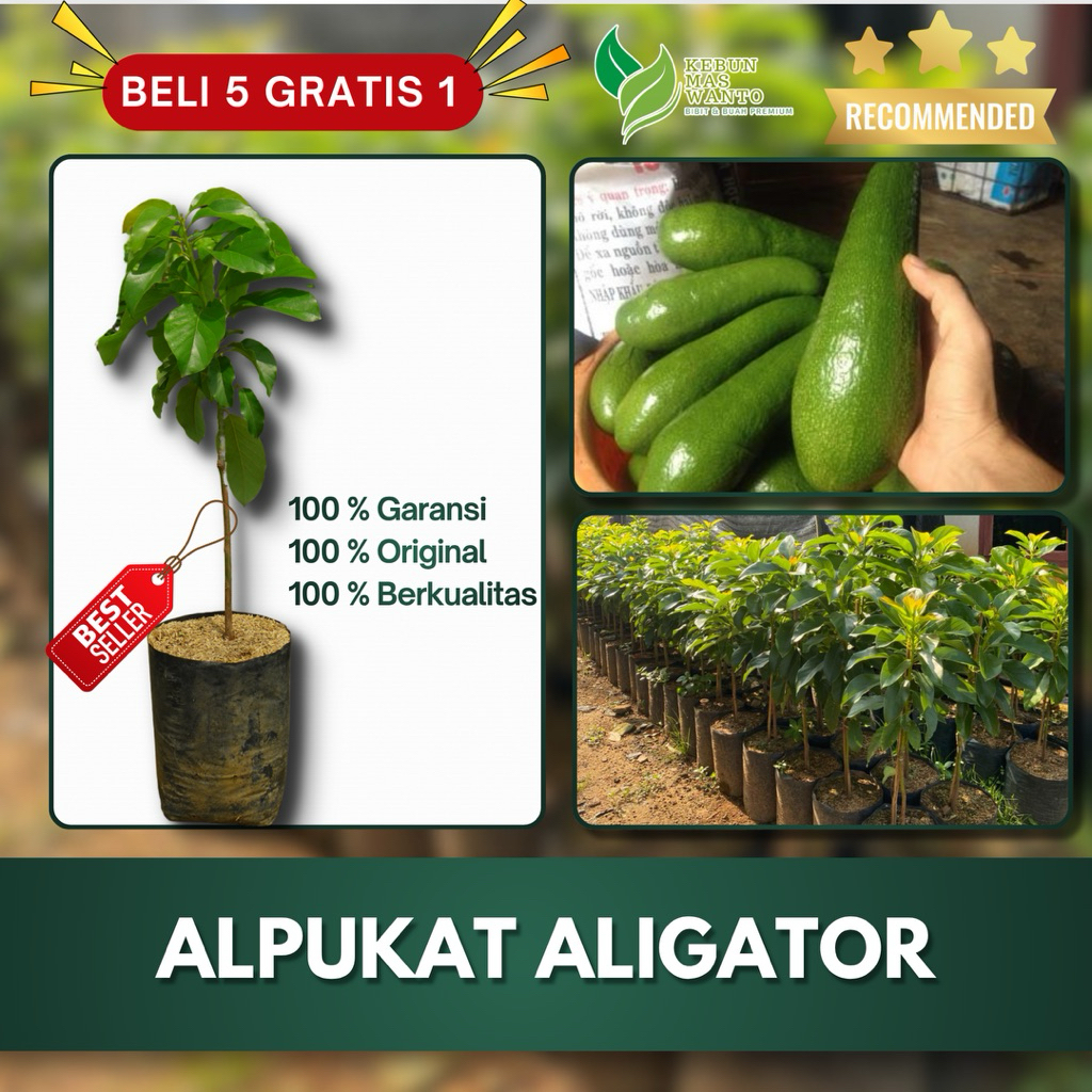 BIBIT ALPUKAT VARIETAS ALIGATOR HASIL OKULASI-BIBIT ALPUKAT ALIGATOR-BIBIT BUAH ALPUKAT-BUAH ALPUKAT