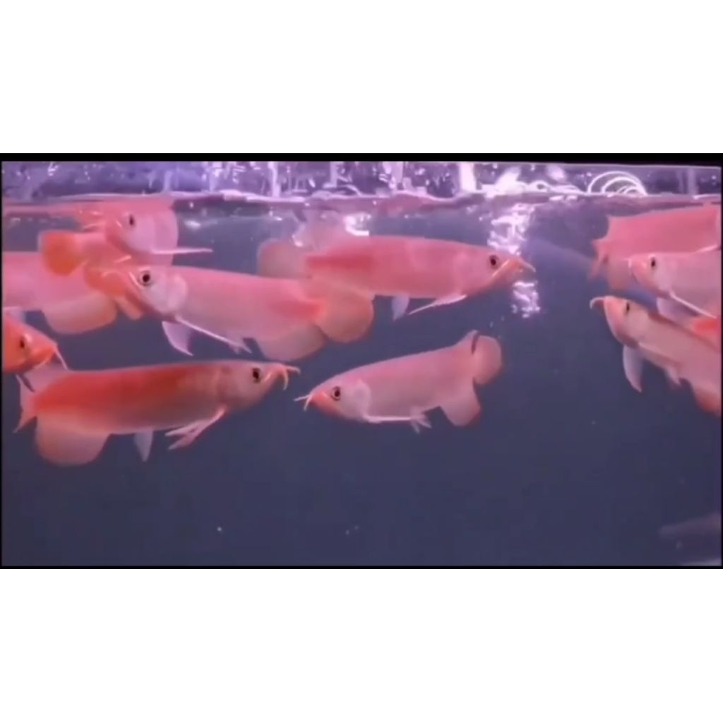 Ikan Arwana Super Red
