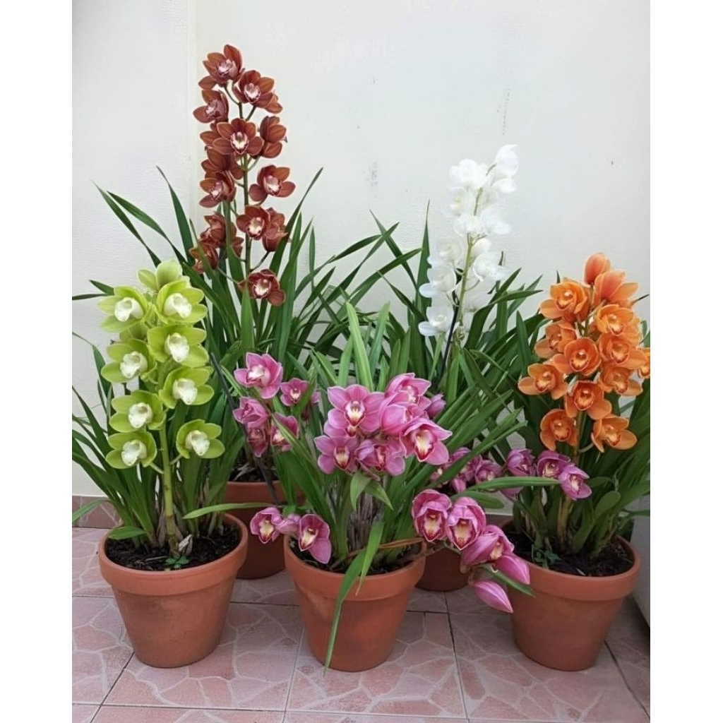 Tanaman Hias Anggrek Tanah Cymbidium- Tanaman bunga hidup Dengan bunga Elegan