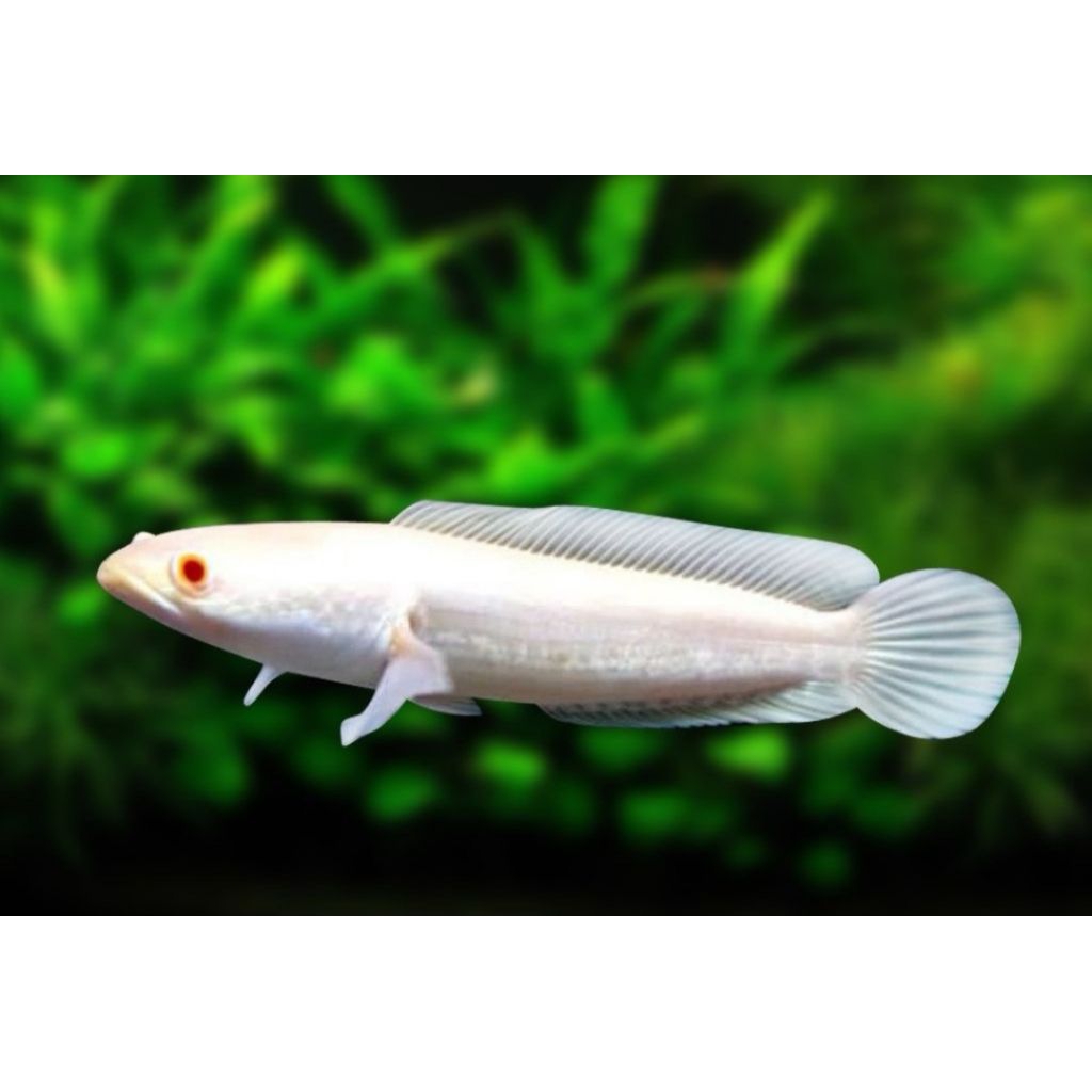 stiker chana striata albino mata merah 7-8cm good quality