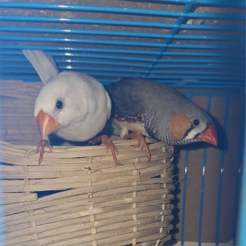 burung zebra finch aussie indukan sepasang2