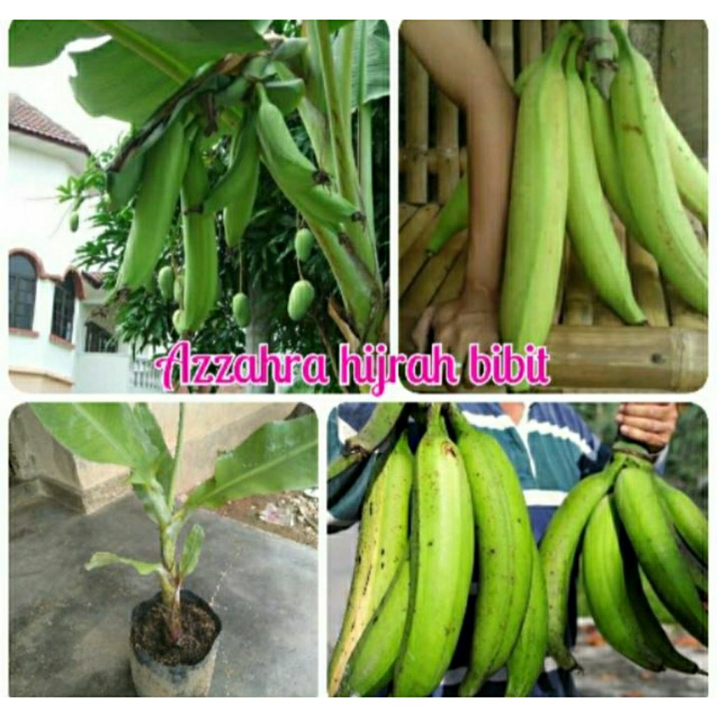 bibit pisang tanduk botol kualitas terbaik siap tanam mudah berbuah
