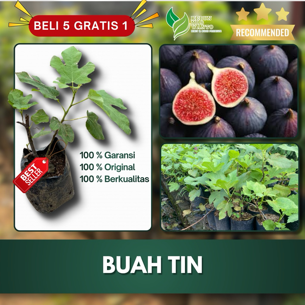 BIBIT BUAH VARIETAS TIN MERAH CANGKOK-BIBIT BUAH TIN MERAH-BIBIT TIN MERAH-BIBIT TIN CANGKOK UNGGUL