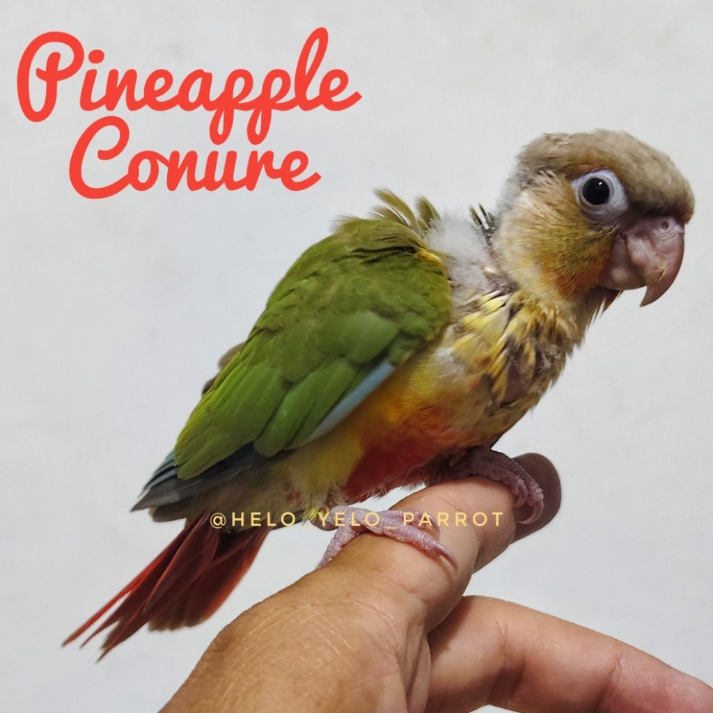 Pineapple Conure