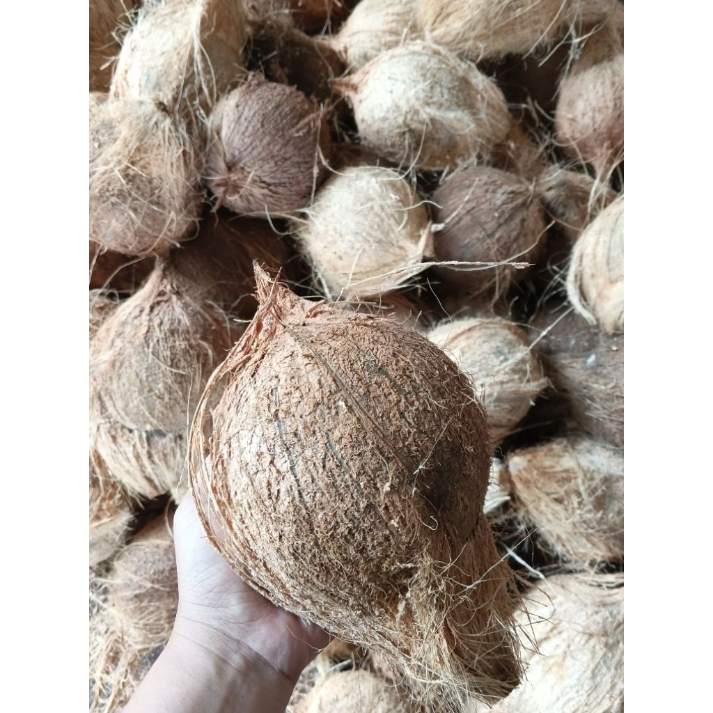 Kelapa Tua Utuh