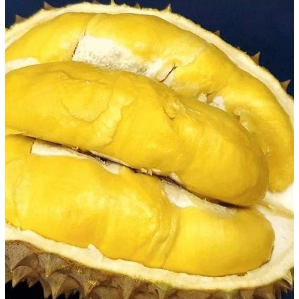 bibit durian bawor full media packing kayu
