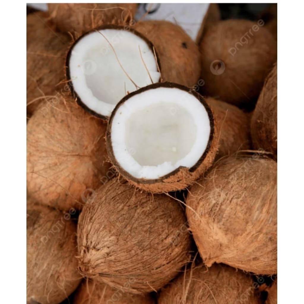 kelapa tua utuh