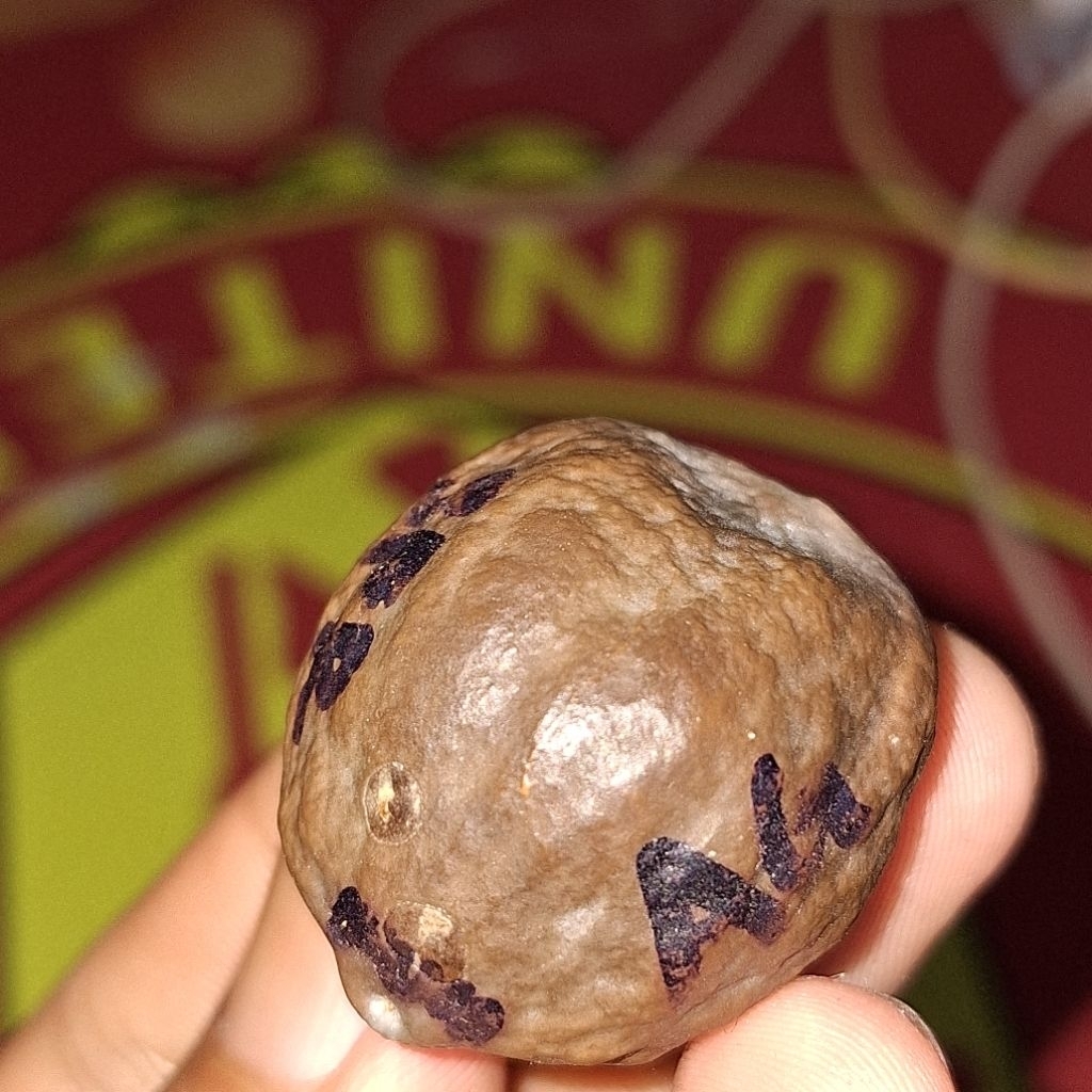 MUNCANG JENIS JALIM ANAK GURAME Pasangan Super