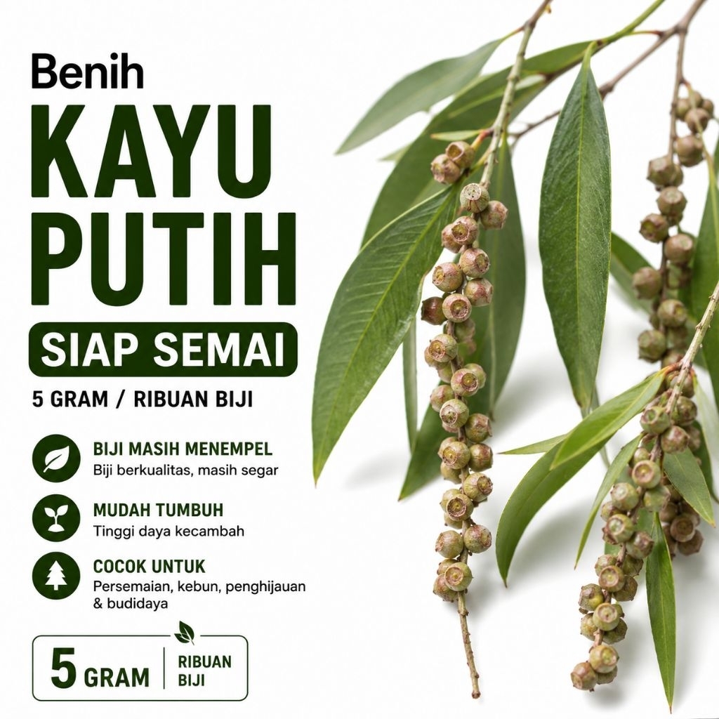 Benih Biji Kayu Putih Siap Semai 5 Gram | Bibit Pohon Kayu Putih Eucalyptus Ribuan Biji