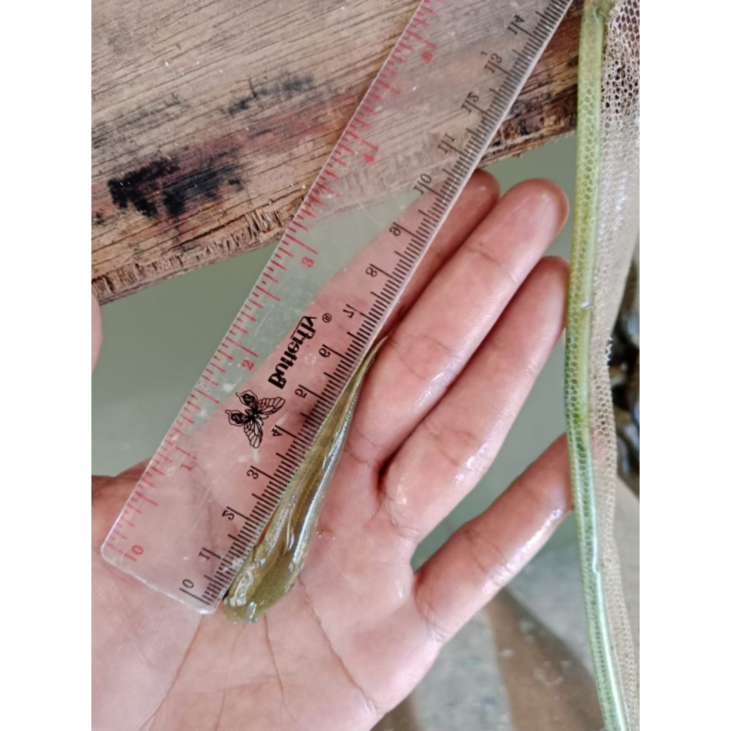 Ikan Asiatica Gondrong WS 7-9 cm - Lincah, Sehat, Siap untuk Aquarium