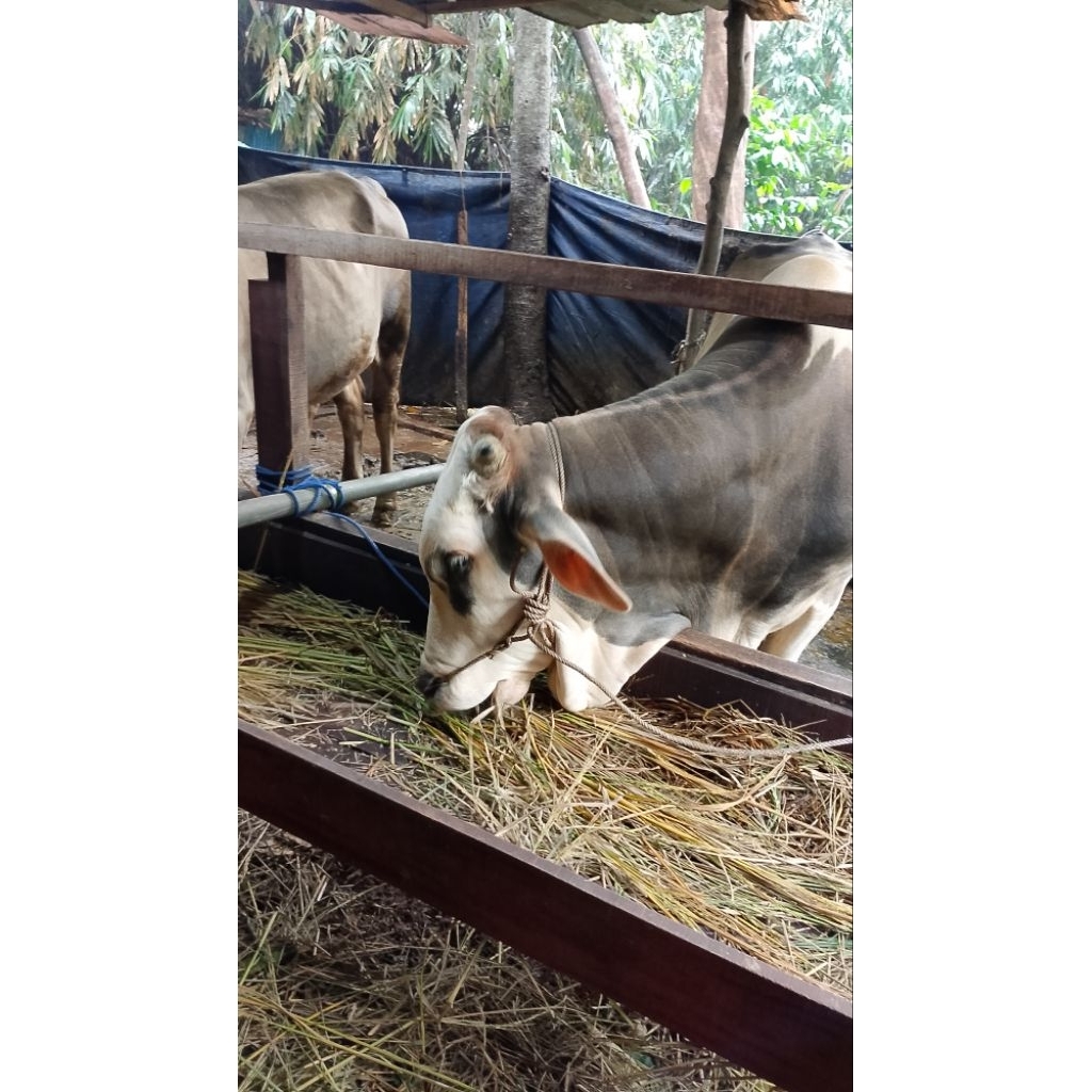sapi qurban sapi kurban 2026 Jenis limousine simental ongole bali