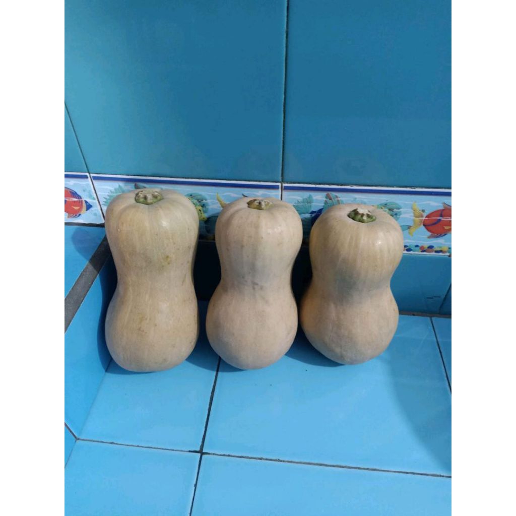 Labu Madu 0,5 - 0,6 kg Free pestisida