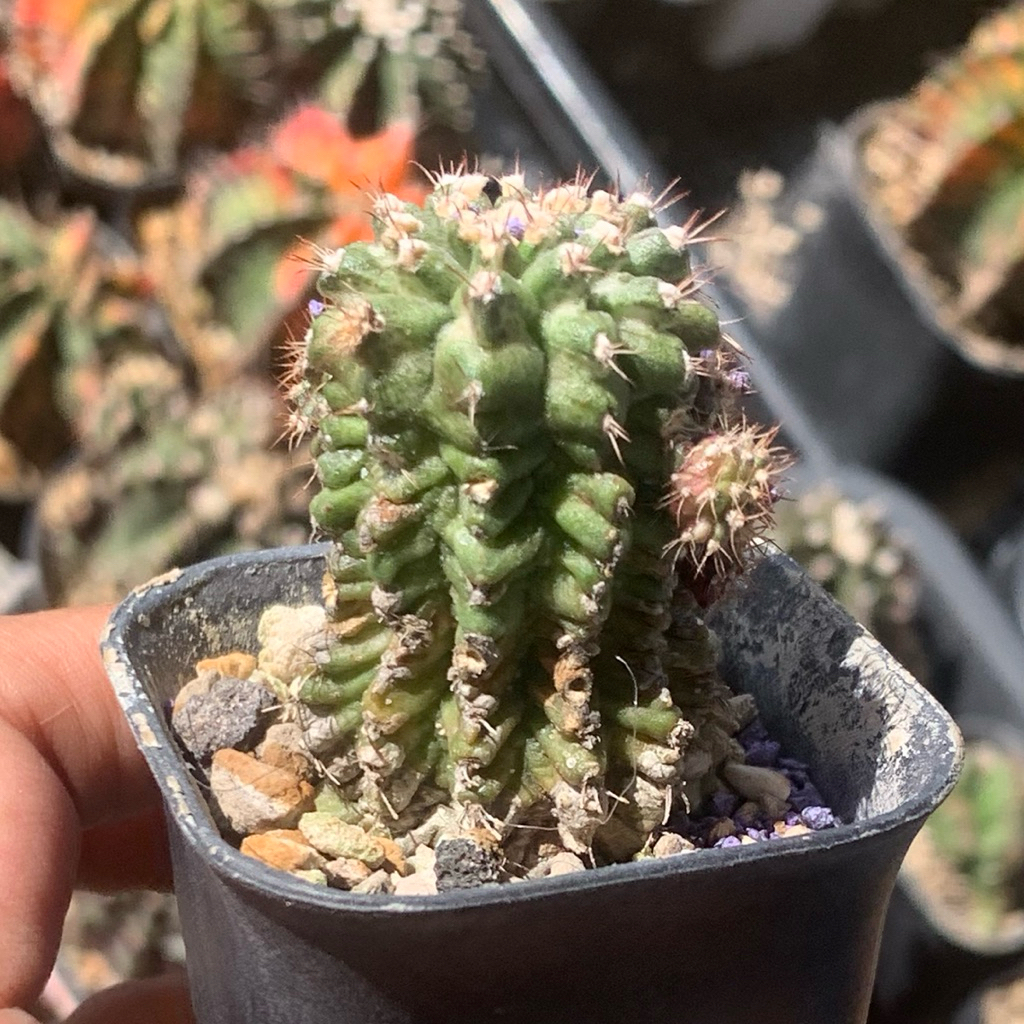 t99 Gymno Tlux x pink diamond Thulk ( tseries gymnocalycium tseries mihanovichii kaktus mini tanaman