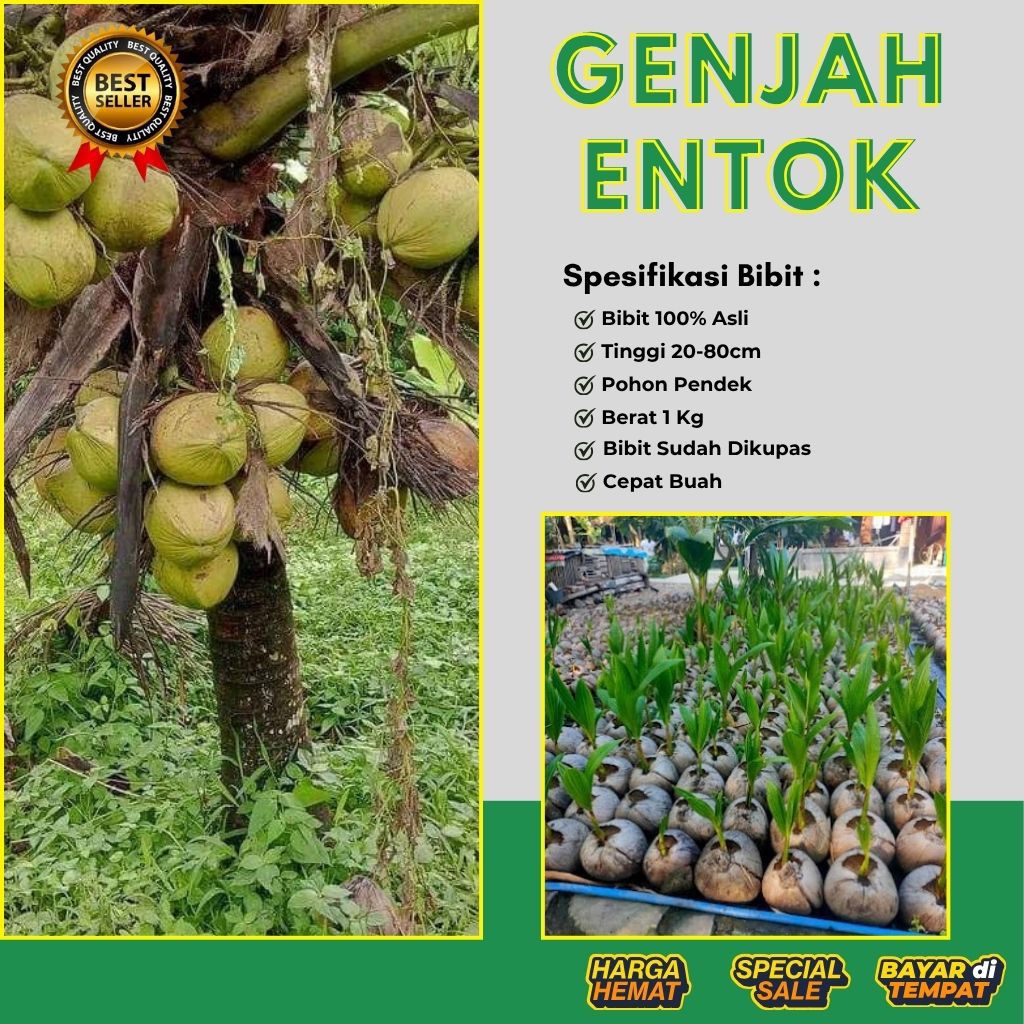 TERJAMIN  Bibit Kelapa Genjah Entok Bersertifikat, Bibit Kelapa Genjah Entok Kebumen, Bibit Kelapa G