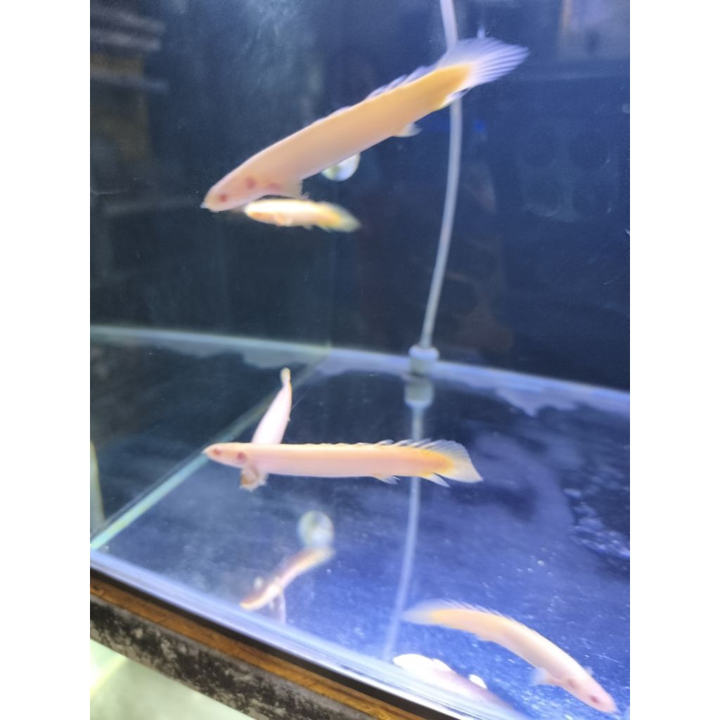 Palmas Albino size 10cm