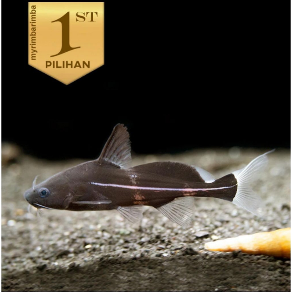 Black Marble Lancer Catfish Ikan Hias Aquascape Hiasan Aquarium Tanaman Air