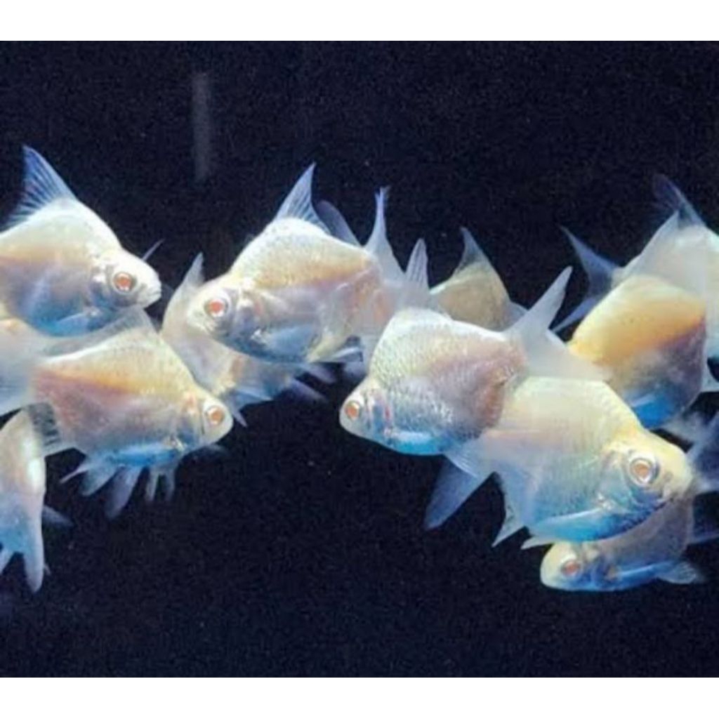 ikan kaviat albino short body