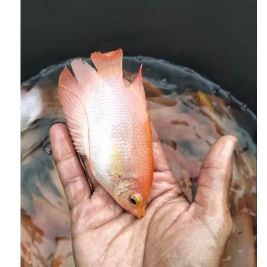 bibit ikan gurame Padang 3 sampai 4 jari