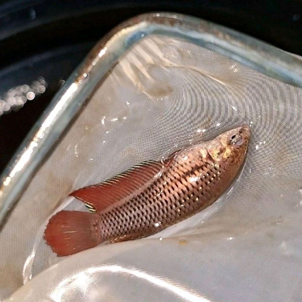 Female Wild Betta Splendent Red Round Tail Size M