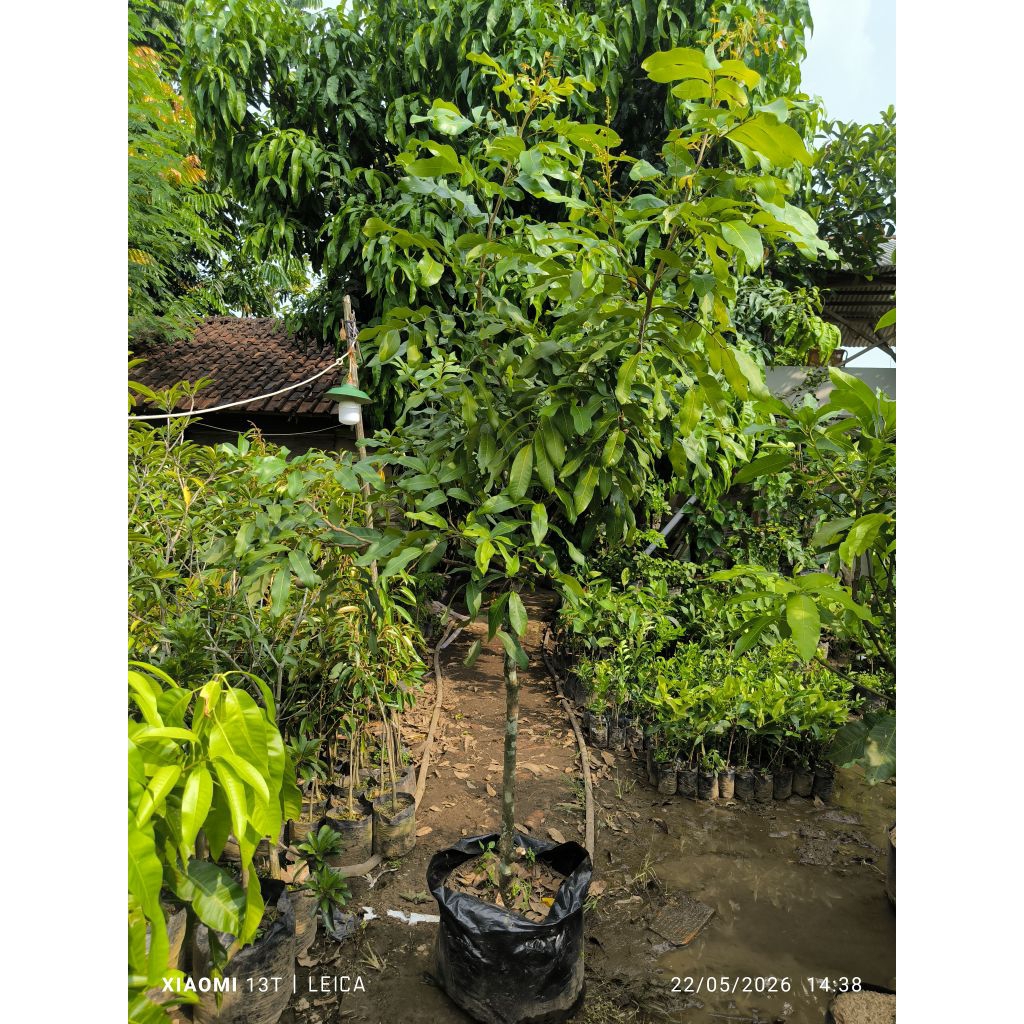 bibit kelengkeng diamond river berbunga tinggi rimbun ukuran besar (packing kayu)