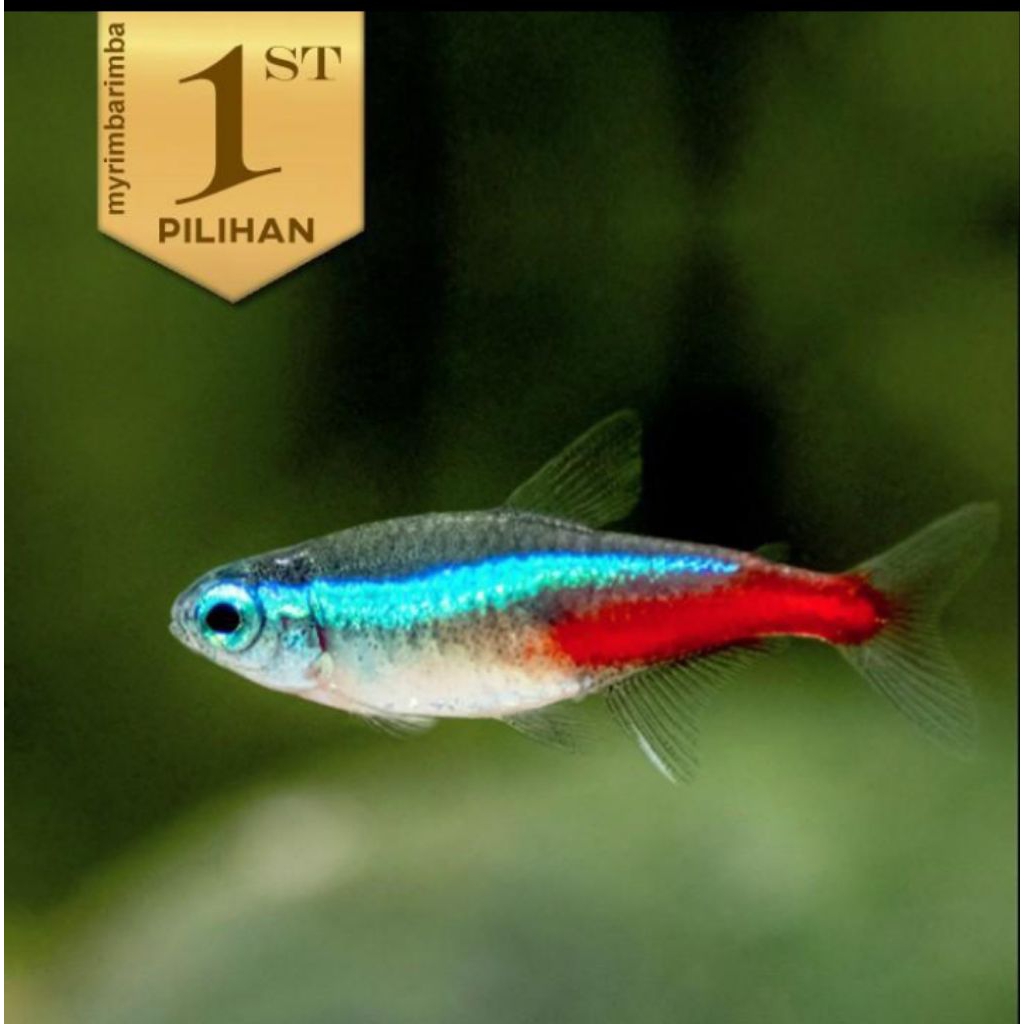 Paket Koloni isi 10 Ikan Neon Tetra Hiasan Aquarium Aquascape dan Tanaman Air Tawar