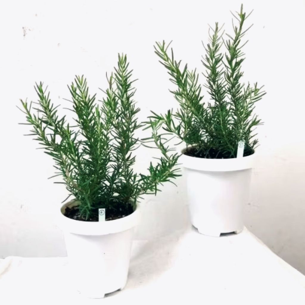 Rosemary Tanaman Herbal/Rosemary Tanaman Pengusir Nyamuk/Rosemary Pohon Bumbu Masakan