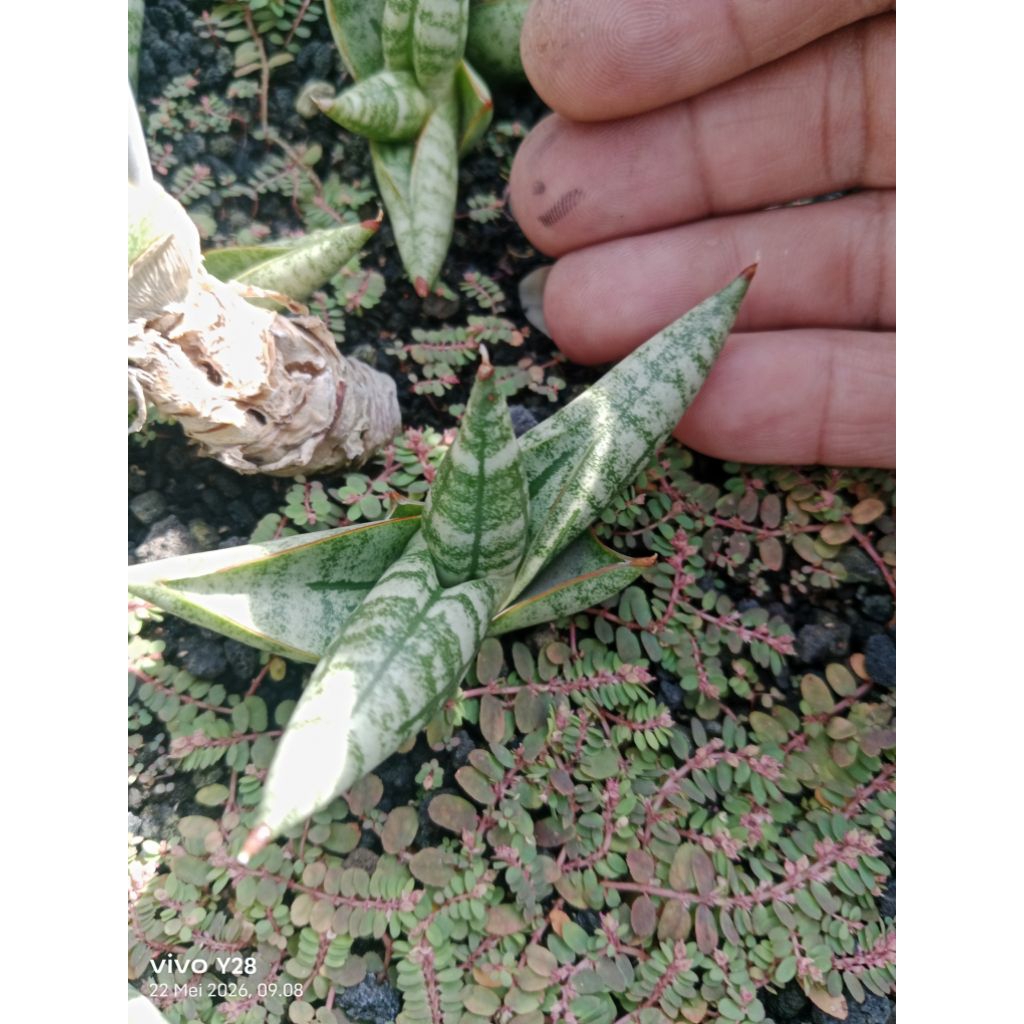 sansevieria boncel eilensis / tanaman lidah mertu boncel eilensis